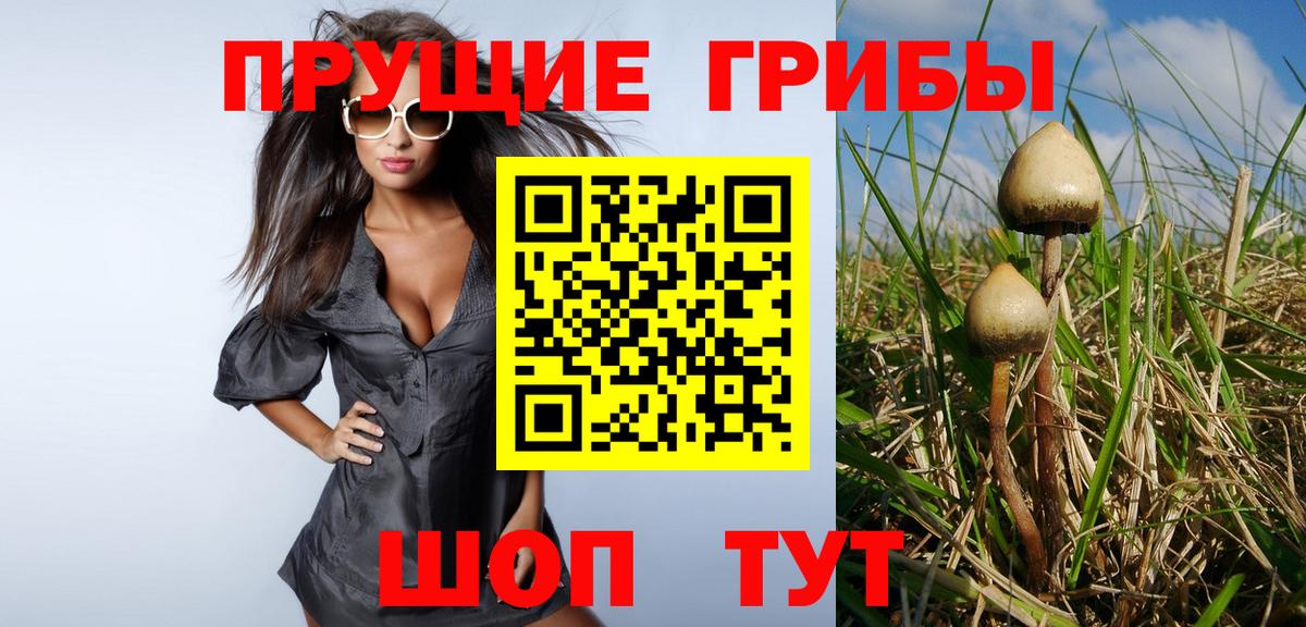 Галлюциногенные грибы Cubensis Зима